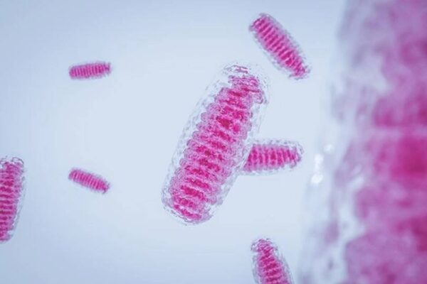 Митохондриална заместителна терапия: когато медицината побеждава наследствените заболявания