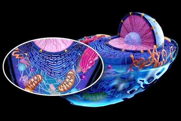 Митохондриите под контрол: как работи клетъчната корекция